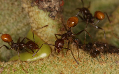 Pheidole xanthogaster