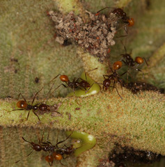 Pheidole xanthogaster