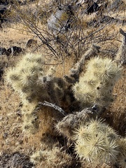 Cylindropuntia multigeniculata