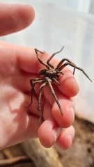 Tasmanicosa godeffroyi