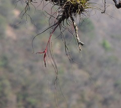 Tillandsia butzii