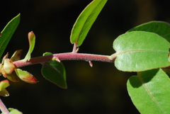 Arctostaphylos tomentosa hebeclada