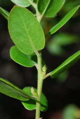 Arctostaphylos tomentosa hebeclada
