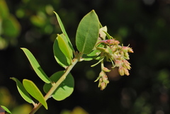 Arctostaphylos tomentosa hebeclada