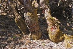 Arctostaphylos tomentosa hebeclada