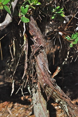 Arctostaphylos tomentosa hebeclada