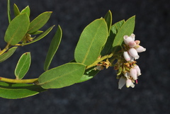 Arctostaphylos tomentosa hebeclada