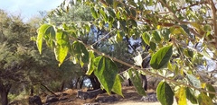 Celtis caudata