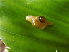 Helicarion perfragilis