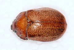 Anoplognathus velutinus