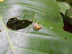 Helicarion perfragilis