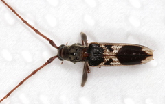 Coptocercus crucigerus