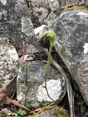 Pterostylis decurva