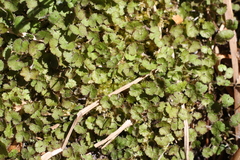 Hydrocotyle moschata parvifolia