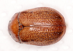 Anoplognathus velutinus