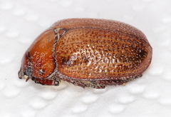 Anoplognathus velutinus