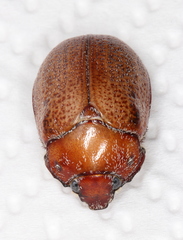 Anoplognathus velutinus