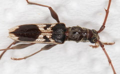 Coptocercus crucigerus