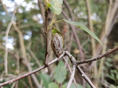 Plectostylus peruvianus