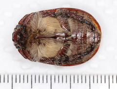 Anoplognathus velutinus