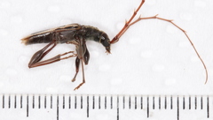 Coptocercus crucigerus