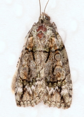Calathusa glaucopasta