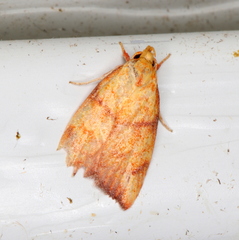 Pycnozancla acribes