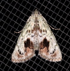 Enchesphora recurvalis