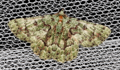 Aeolochroma hypochromaria