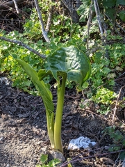 Zantedeschia