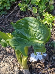 Zantedeschia