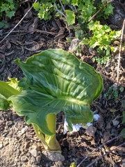 Zantedeschia