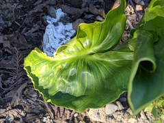 Zantedeschia