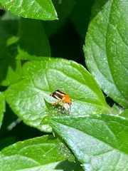 Horciasinus signoreti