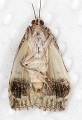 Calathusa glaucopasta