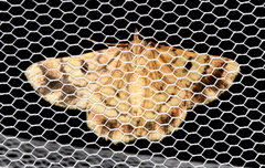 Aeolochroma hypochromaria