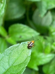 Horciasinus signoreti