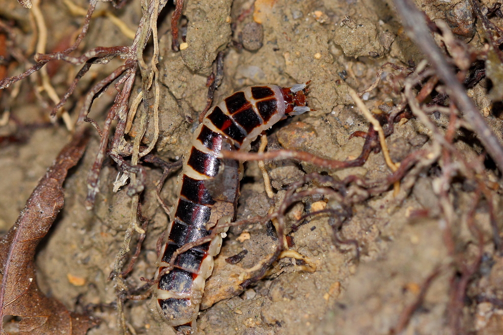 Stenocladius azumai