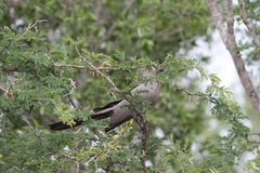 Corythaixoides concolor concolor