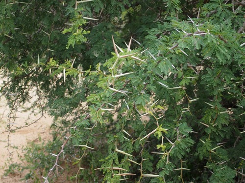 Image of Vachellia grandicornuta by (c) Trey Philips, some rights reserved (CC BY)