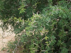 Vachellia grandicornuta