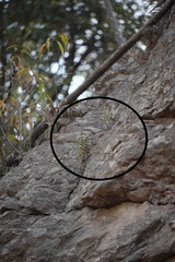 Peperomia leptophylla