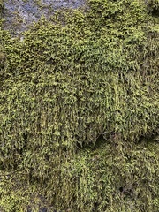 Pseudisothecium myosuroides