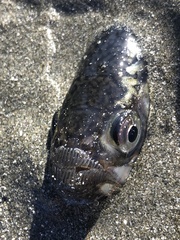 Pacific Sandfish photo 2