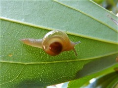 Helicarion perfragilis