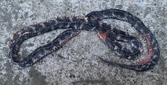 Atractus clarki