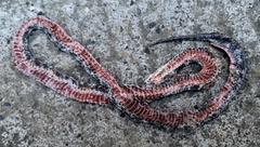Atractus clarki