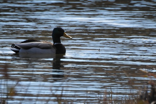 Mallard photographed in Delaware