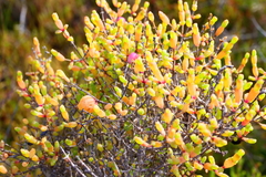 Asphondylia tecticorniae