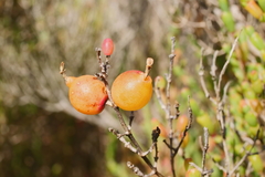 Asphondylia tecticorniae